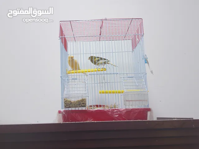 كناري فصل + مغرد