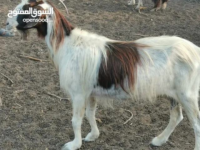 هوش زينات يصلحن حال تربيه
