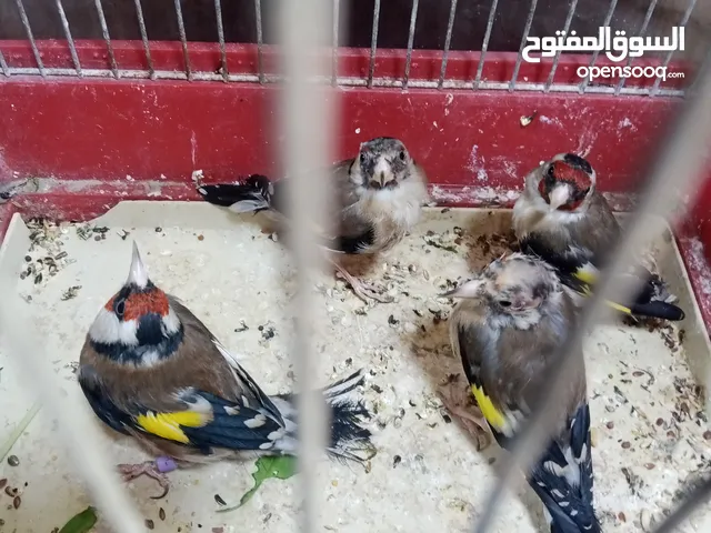 حساسين وكنارات نخب اول مقنوة صحة ونضافة