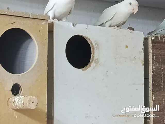 جواز روز شغاله