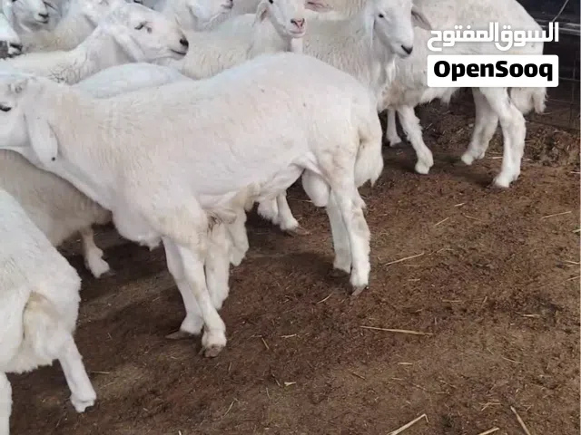 يوجد لدينا جميع انواع الذبايح حري نعيمي سواكني رفيدي مرابي