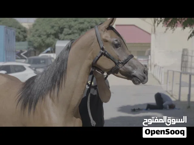 حصان عربي واهو جمال