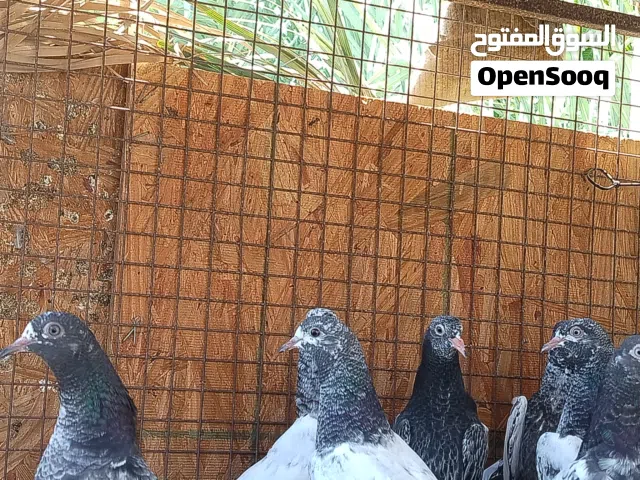 حمام باكستاني فرروخ يوجد فيديو للطيور