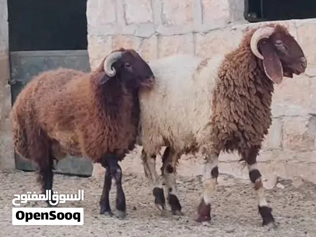 اضاحي العيد لحم. تسمين واصل لباب بيتك