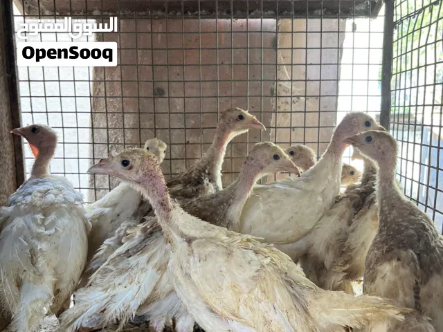روميات العدد 10