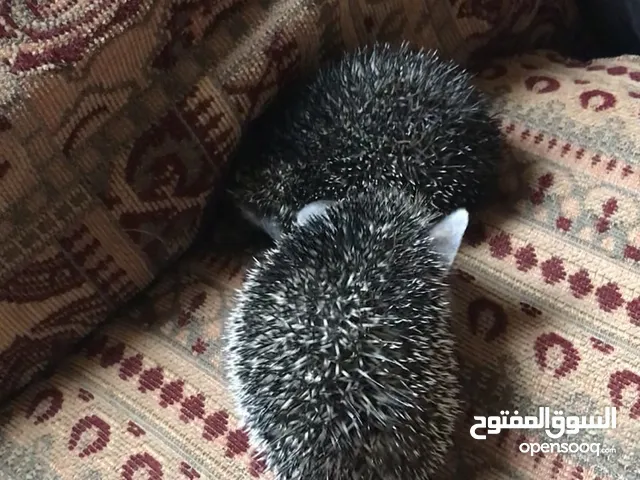 زوج قنافذ للتزاوج عمر ثلاث شهور .. baby hedgehog couple for breeding