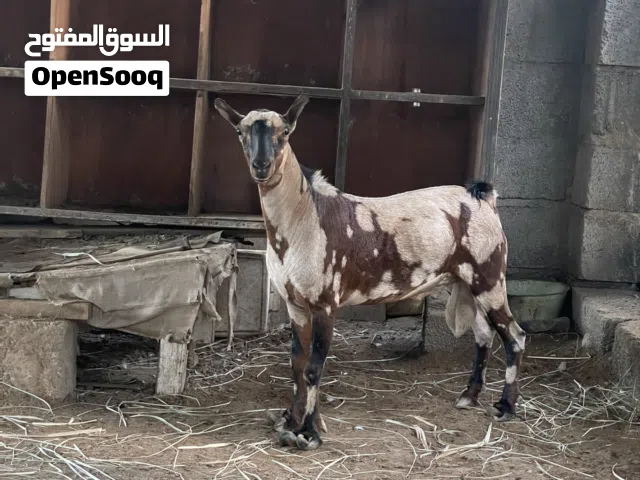 تيس يمني لونه جيشي وأجم