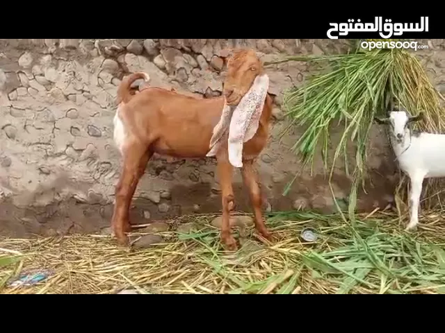 جدي حجازي عمر 10اشعر