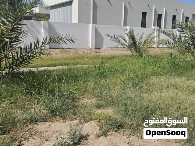 علف للاغنام حشائش مختلفة