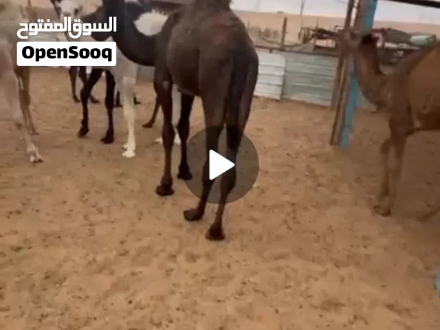 قعدان العدد 6 الموقع الخرج