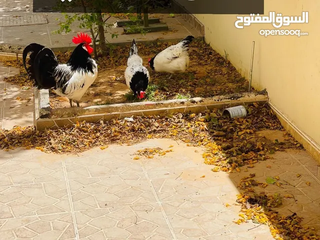 متوفر دحي ملكي درجه اوله ربي يبرك مشاءالله حاره 25
