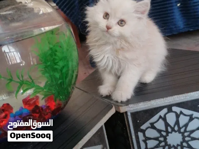 قطط شيرازي بيور شهر ونص ل 3 اشهر الوان متعدده نظيفين وأليفين تربية منزلية