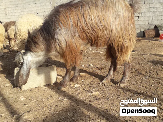 فحل ماعز ربي يبارك