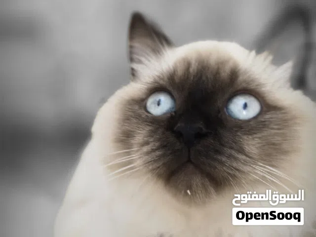 قطة هملايا نشيطه ومرحه