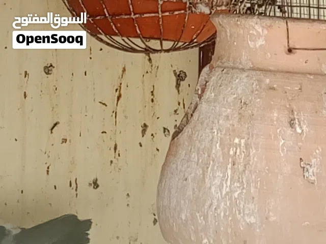 حمام للبيع, حقم