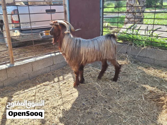 تيس من حلال بني سعيد السعر 120 من الاخر مخصاي ببكر