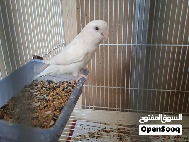 albino love bird