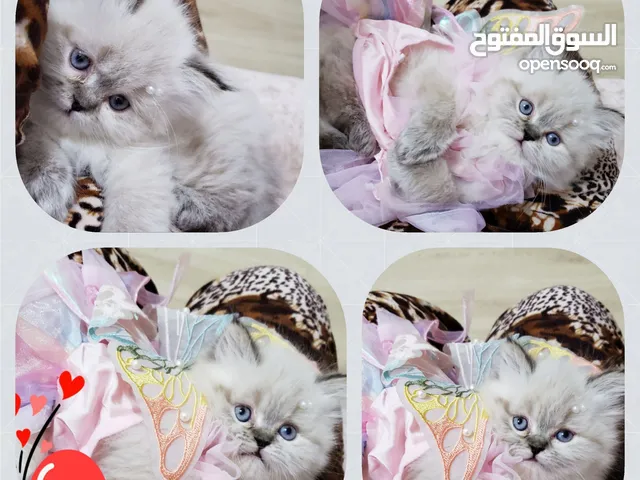 قطه صغيره ما شاء الله عليها
