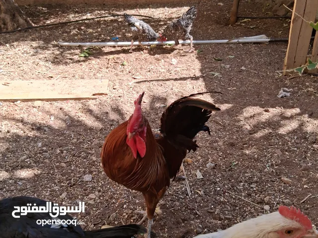 ديك عمره 1 سنه