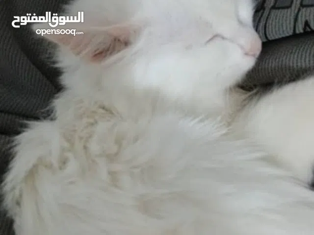 اسمه كوكي عمره شهرين لونه ابيض يحب الجلوس في المطبخ