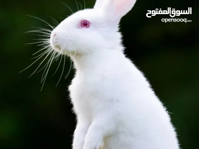 Almas is a very nice rabbit