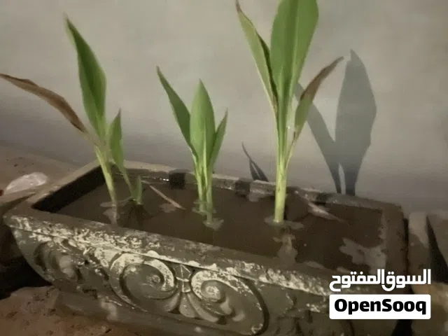 مطلوب كوبتين عربي حضان