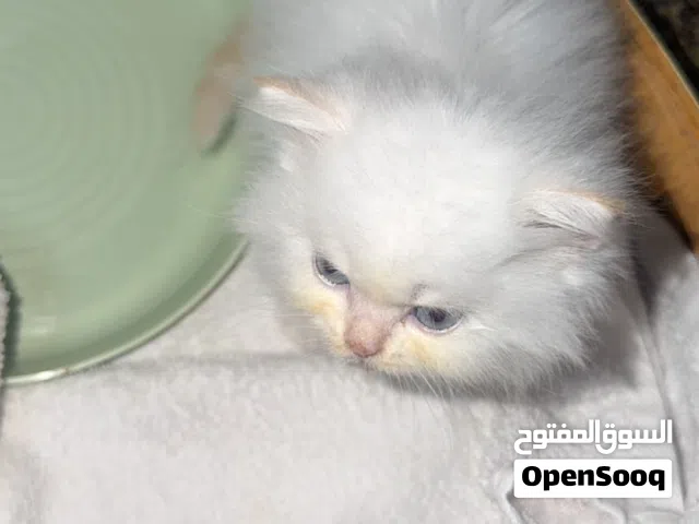 Kiiten شيرازي العمر 50 يوم