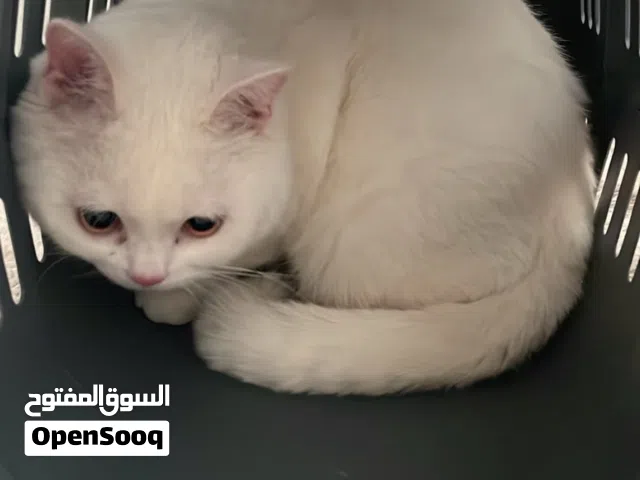 نوعه بريتش شورت هير عمره سنه وشي
