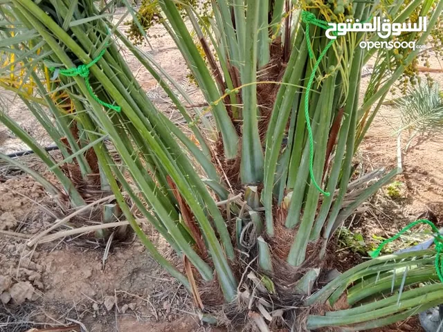 نخل للبيع جثايث فسايل نقابل فراخه