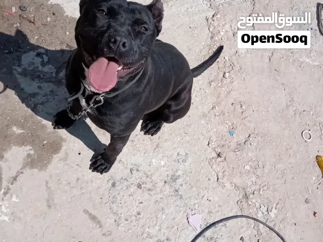 أنثى بلاك نوز ماخذه جميع مطاعيها للبيع بسرع مغري حبه انتاج