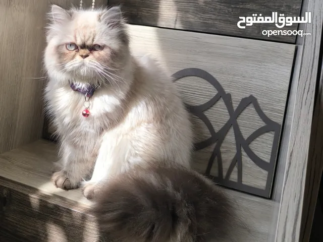 قطة للبيع اقرأ الوصف