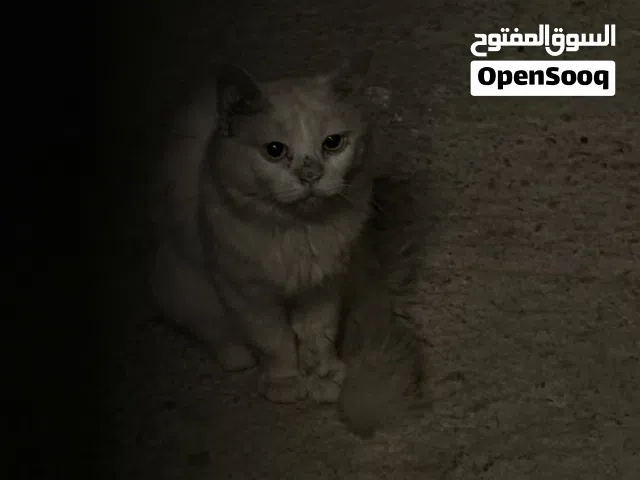 قط ذكر بعمر 17 شهر شيرازي أبيض جميل للتبني