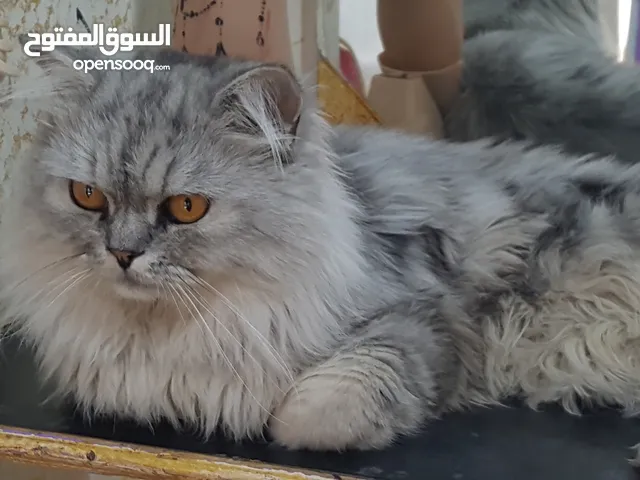 قط ذكر سيبري للبيع 10000