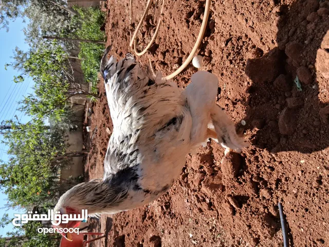ديك براهما رزي كولمبي للبيع أو للبدل على دجاجة براهما