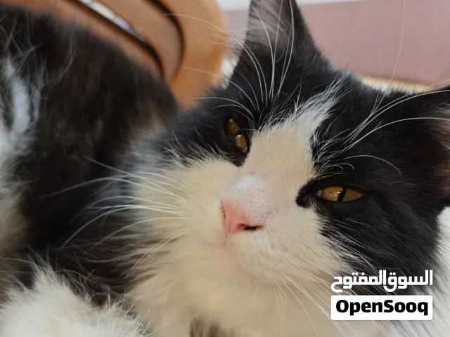 قط زينة شيرازي لون اسود وابيض ما اعرف شكد عمرة السعر