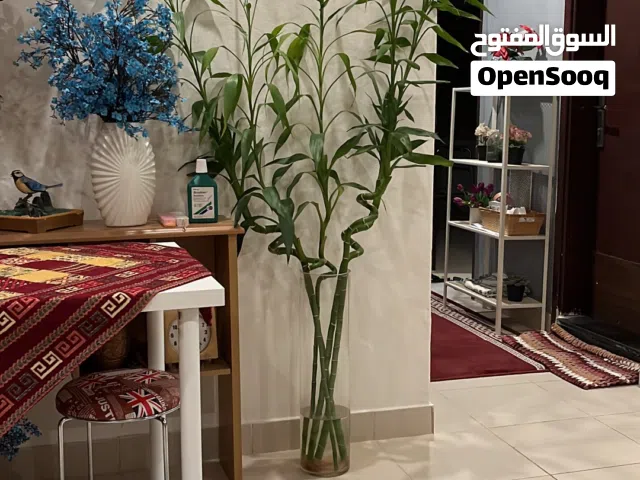 بامبو طولهم اكثر من متر ونص