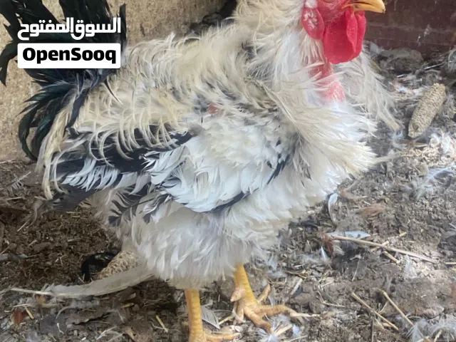دياكه للبيع... هجينه