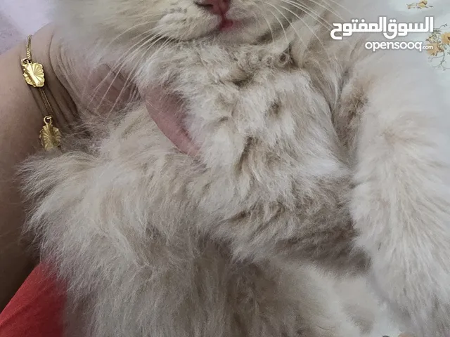 Scottish Fold cat