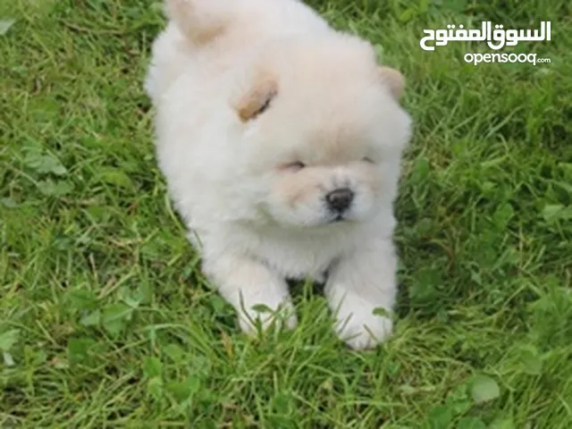 chiot chow chow age 50 jeur vaccine