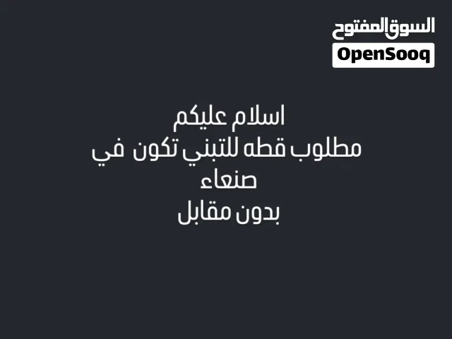 اسلام عليكم مطلوب قطه للتبني تكون في صنعاء بدون مقابل
