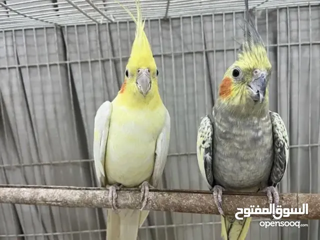 زوج كوكتيل للبيع ، Cocktail pair for sale