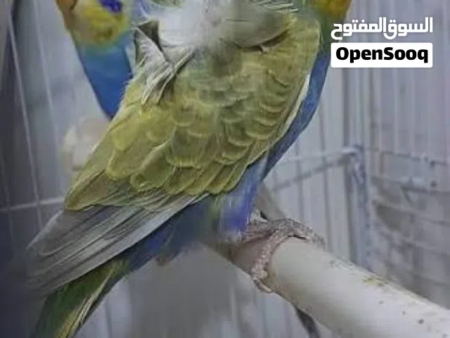 مطلوب بادجي فلل وردة