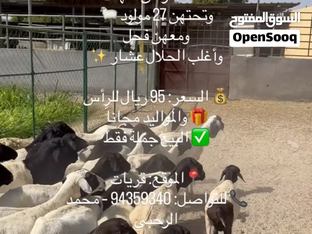 فرصه للبيع جعد صوماليات بالجمله شي تحتهن مواليد وشي عشار بسعر رخيص