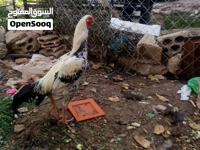 ديك فارسي ألماني