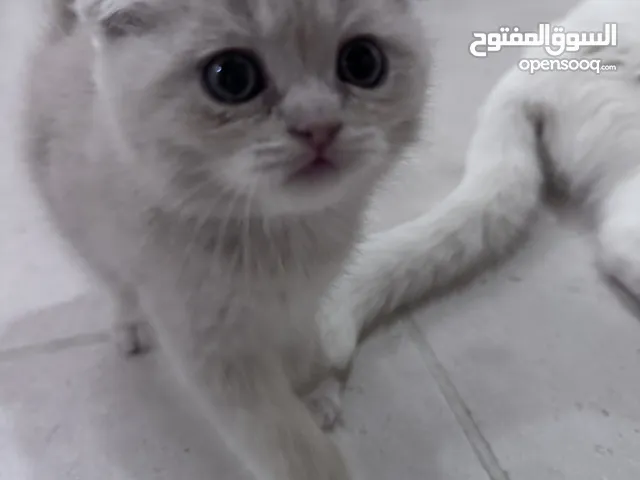 كيتنر للبيع