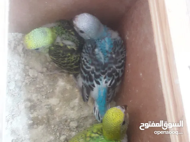 بيروش طيور الزينة لتربية مرحبا لبغاهم