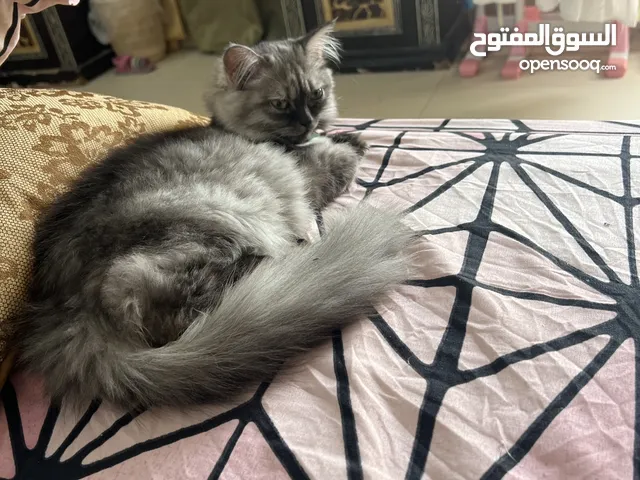 Percian kitten 4 months old beautiful and very active potty trained