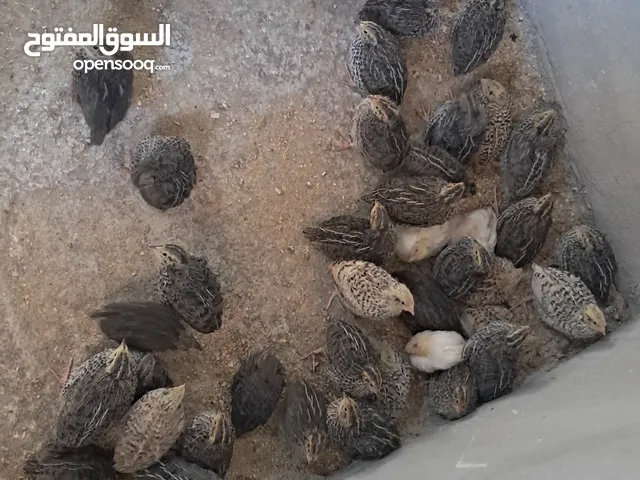 صيصان فريي
