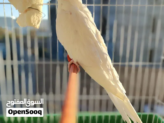 دكر البينو للبيع او التبديل بي انتي