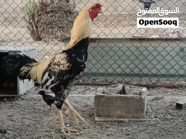 مجموعة دجاج باكستاني مع اولادهن
